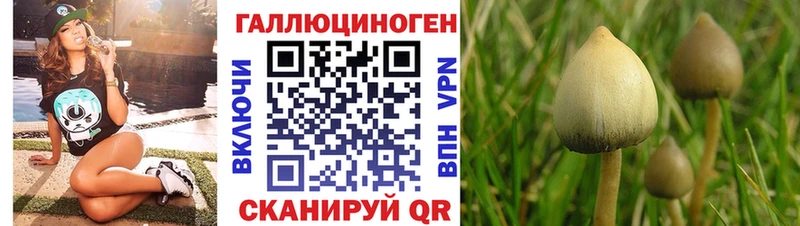 Купить  Нолинск  Галлюциногенные грибы Psilocybine cubensis 